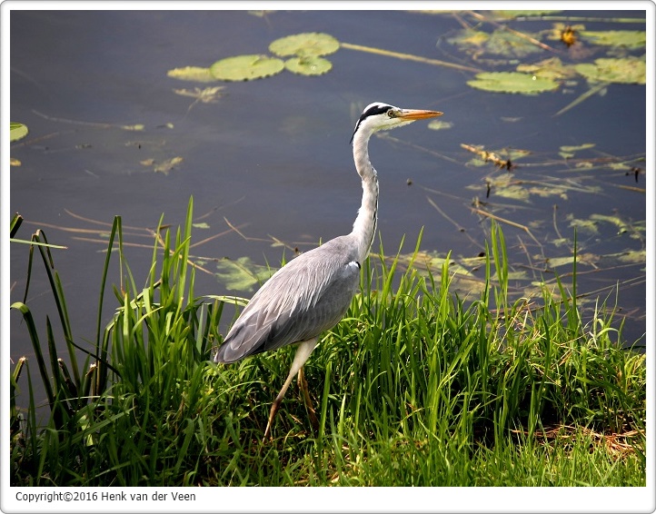 Blauwe reiger 1