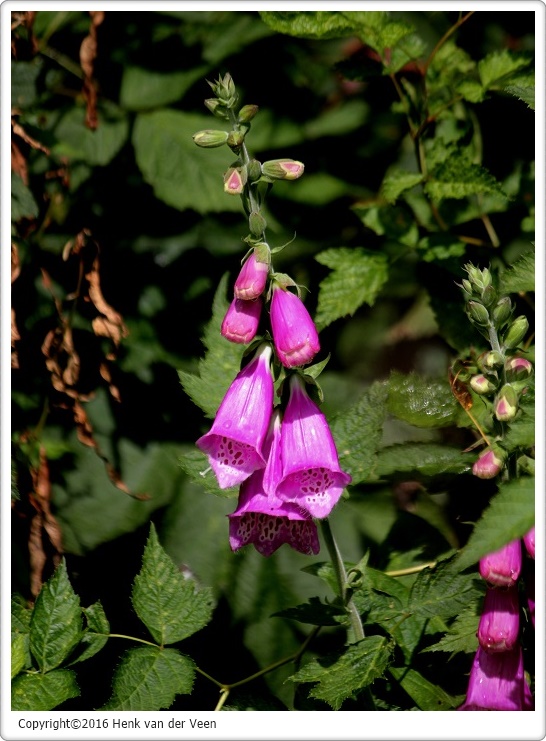 Gewoon vingerhoedskruid 1