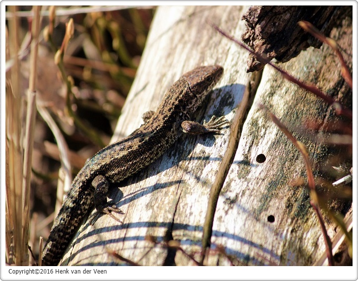 Levendbarende hagedis 1