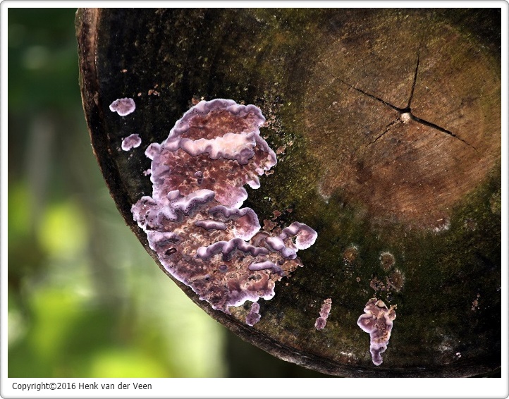Paarse korstzwam 1