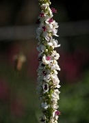 Verbascum nigrum albus 1a