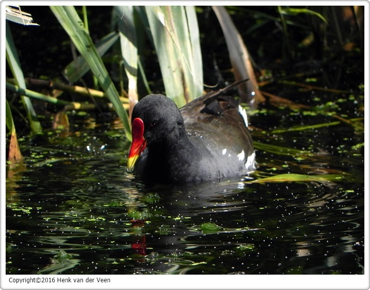 Waterhoen1